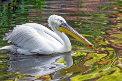 American White Pelican [Pelecanus erythrorhynchos] 