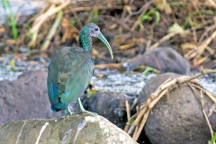 Green Ibis [Mesembrinibis cayennensis] 