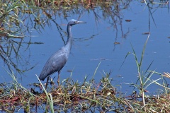 Slaty Egret [Egretta vinaceigula]