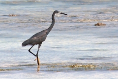 Dimorphic Egret [Egretta dimorpha]
