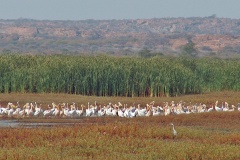 Great White Pelican [Pelecanus onocrotalus]