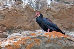 Southern Bald Ibis [Geronticus calvus] 