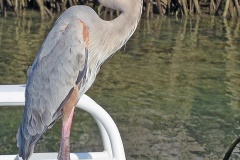 Great Blue Heron [Ardea herodias cognata] 