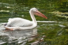Great White Pelican [Pelecanus onocrotalus] 