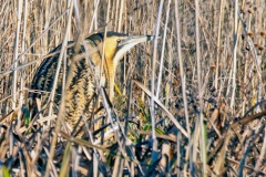 Eurasian Bittern [Botaurus stellaris stellaris]