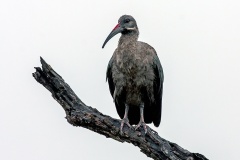 Hadada Ibis [Bostrychia hagedash hagedash]