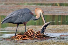 Goliath Heron [Ardea goliath]
