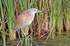 Squacco Heron [Ardeola ralloides]