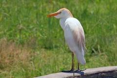 Western Cattle Egret [Ardea ibis]