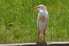 Western Cattle Egret [Ardea ibis]