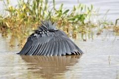 Black Heron [Egretta ardesiaca]