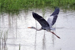 Grey Heron [Ardea cinerea cinerea]