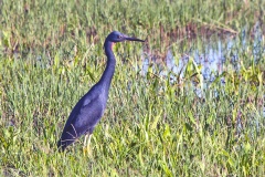 Slaty Egret [Egretta vinaceigula]