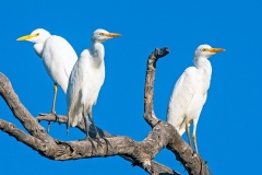 Western Cattle Egret [Ardea ibis]