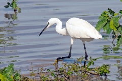 Little Egret [Egretta garzetta garzetta]