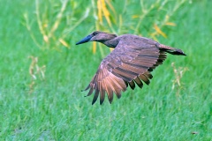 Hamerkop [Scopus umbretta umbretta]