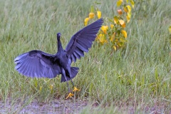 Black Heron [Egretta ardesiaca]