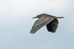 Black-crowned Night Heron [Nycticorax nycticorax nycticorax]