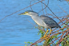 Little Heron [Butorides atricapilla atricapilla]