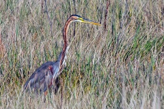 Purple Heron [Ardea purpurea purpurea]