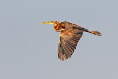 Purple Heron [Ardea purpurea purpurea]