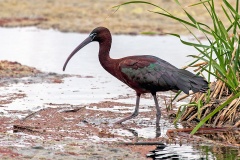 Glossy Ibis [Plegadis falcinellus]