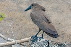 Hamerkop [Scopus umbretta umbretta]