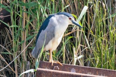 Black-crowned Night Heron [Nycticorax nycticorax nycticorax]