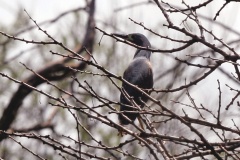 Dwarf Bittern [Botaurus sturmii]