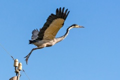 Black-headed Heron [Ardea melanocephala]