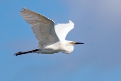 Great Egret [Ardea alba melanorhynchos]