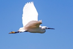 Little Egret [Egretta garzetta garzetta]