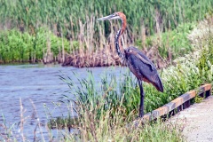 Goliath Heron [Ardea goliath]