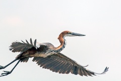 Goliath Heron [Ardea goliath]