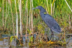 Black Heron [Egretta ardesiaca]