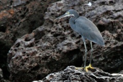 Western Reef Heron [Egretta gularis gularis]
