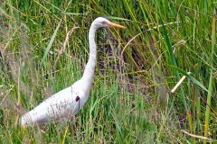 Yellow-billed Egret [Ardea brachyrhyncha]