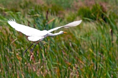 Yellow-billed Egret [Ardea brachyrhyncha]