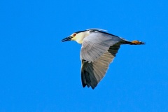 Black-crowned Night Heron [Nycticorax nycticorax nycticorax]
