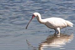 African Spoonbill [Platalea alba]