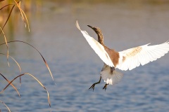 Squacco Heron [Ardeola ralloides]