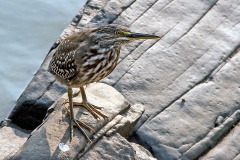 Little Heron [Butorides atricapilla atricapilla]