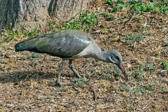 Hadada Ibis [Bostrychia hagedash hagedash]