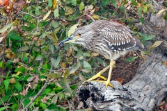 Black-crowned Night Heron [Nycticorax nycticorax nycticorax]