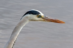 Grey Heron [Ardea cinerea cinerea]