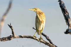 Squacco Heron [Ardeola ralloides]