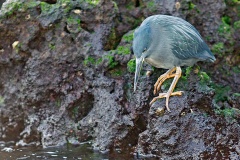 Lava Heron [Butorides sundli] 