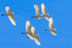 Western Cattle Egret [Ardea ibis] 