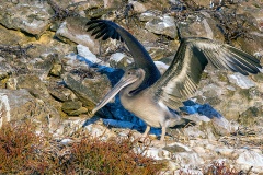 Brown Pelican [Pelecanus occidentalis urinator] 