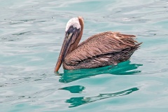 Brown Pelican [Pelecanus occidentalis urinator] 